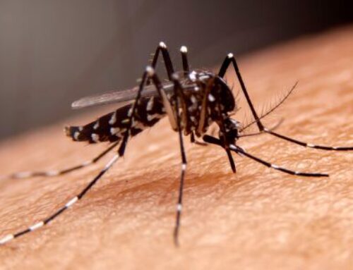 Dengue: febre, dor de cabeça, atrás dos olhos e no corpo são sintomas